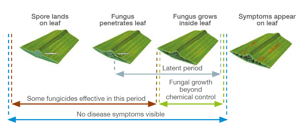 Importance of fungicide spray timing in cereals (latent period)